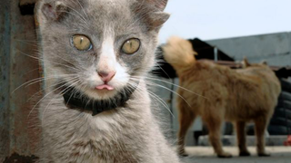 Four-eared cat is at least twenty times cuter than non-mutant kitties